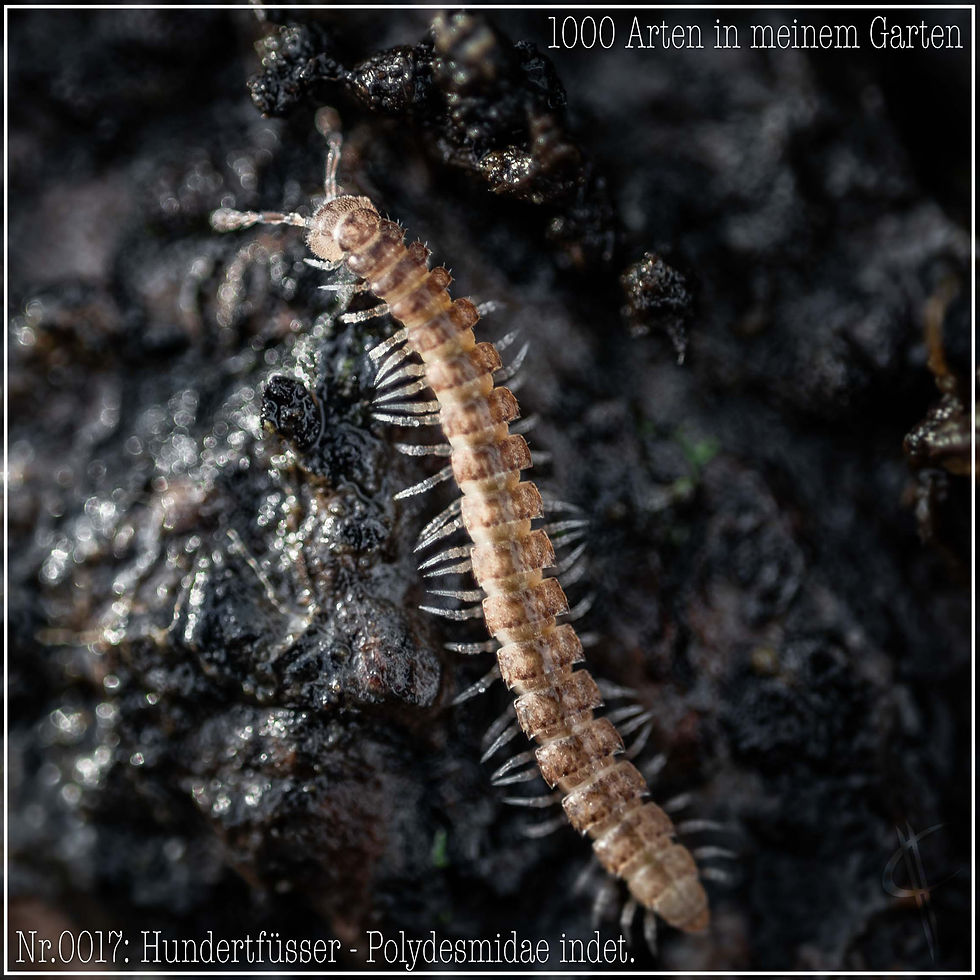 0017- Hundertfüsser - Polydesmidae indet.