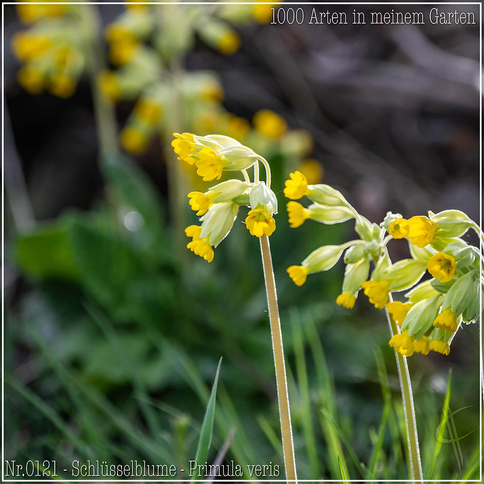 0121 - Schlüsselblume - Primula veris b