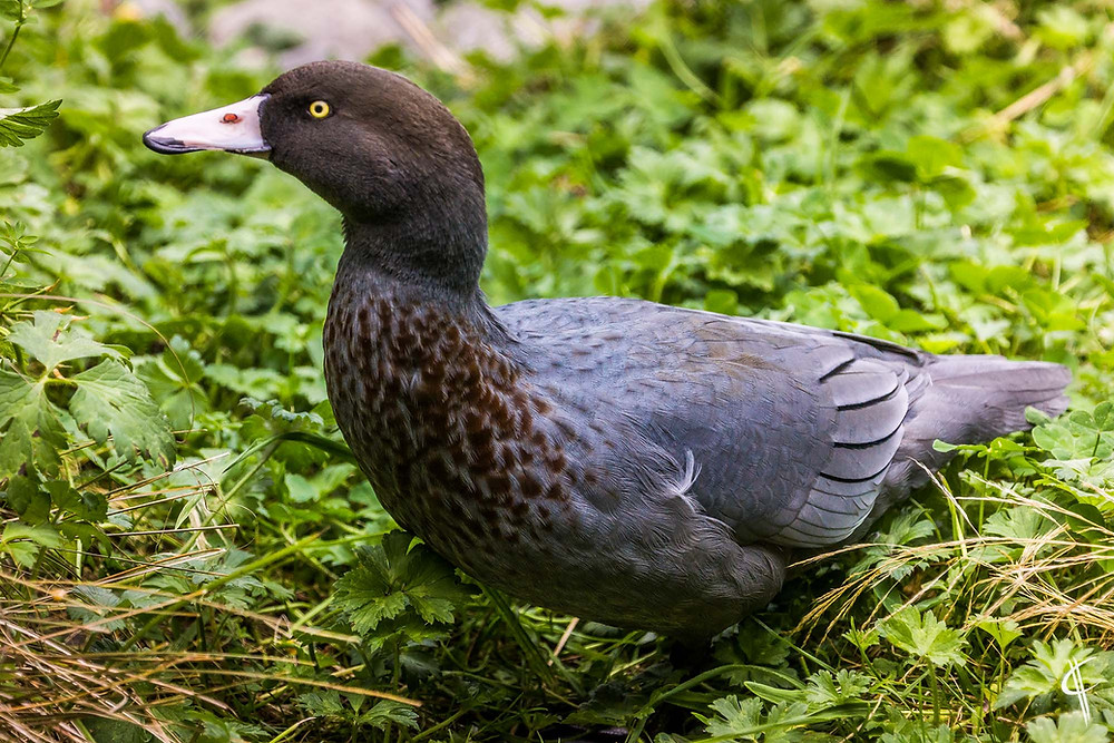 Blue duck @ Willowbank reserve