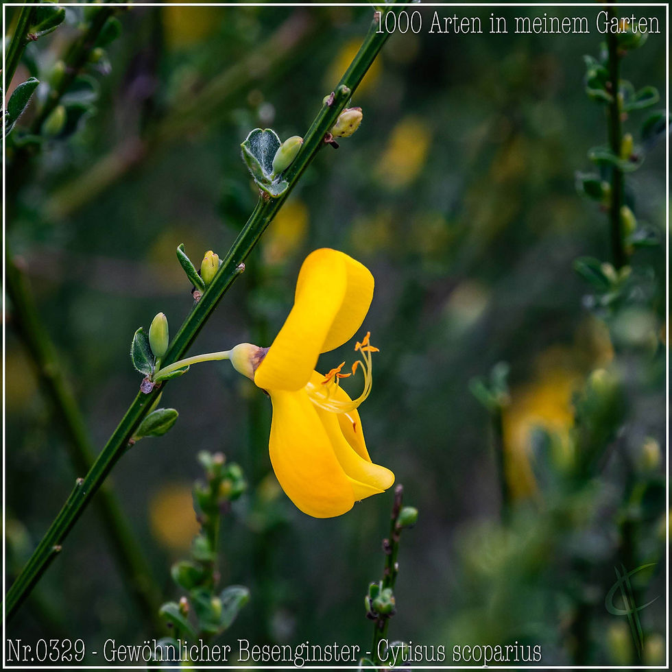 0329 - Gewöhnlicher Besenginster - Cytisus scoparius