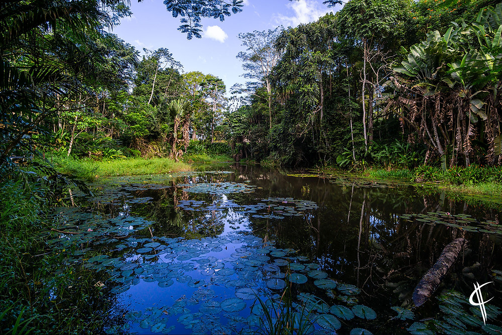 Lotuspond @ Eco Lodge Colo-I -Suva