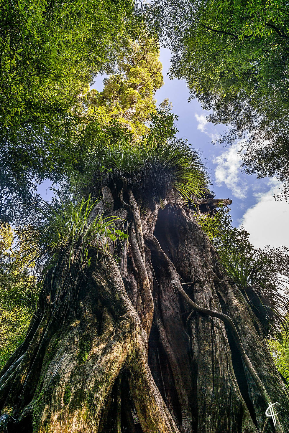 Very old Northern Rata tree