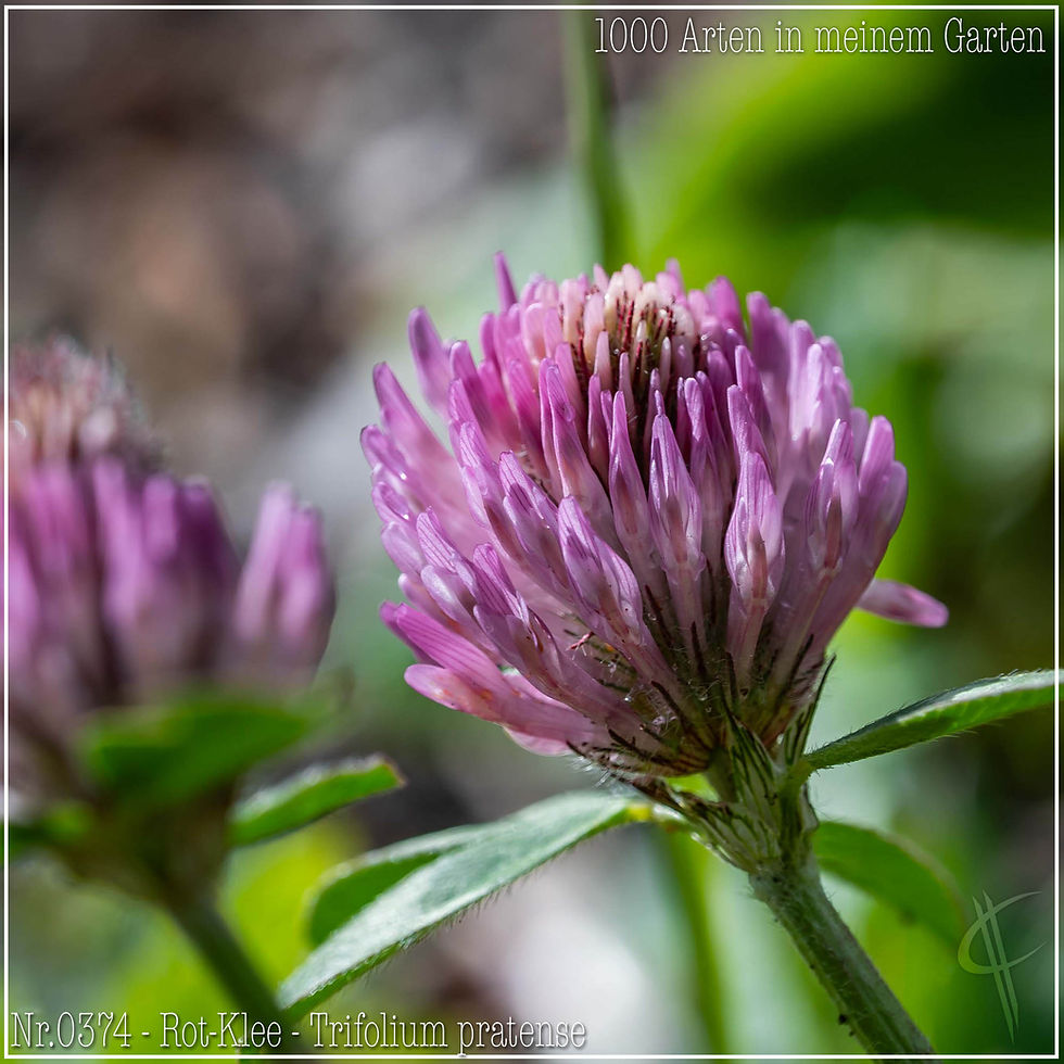 0374 - Rot-Klee - Trifolium pratense