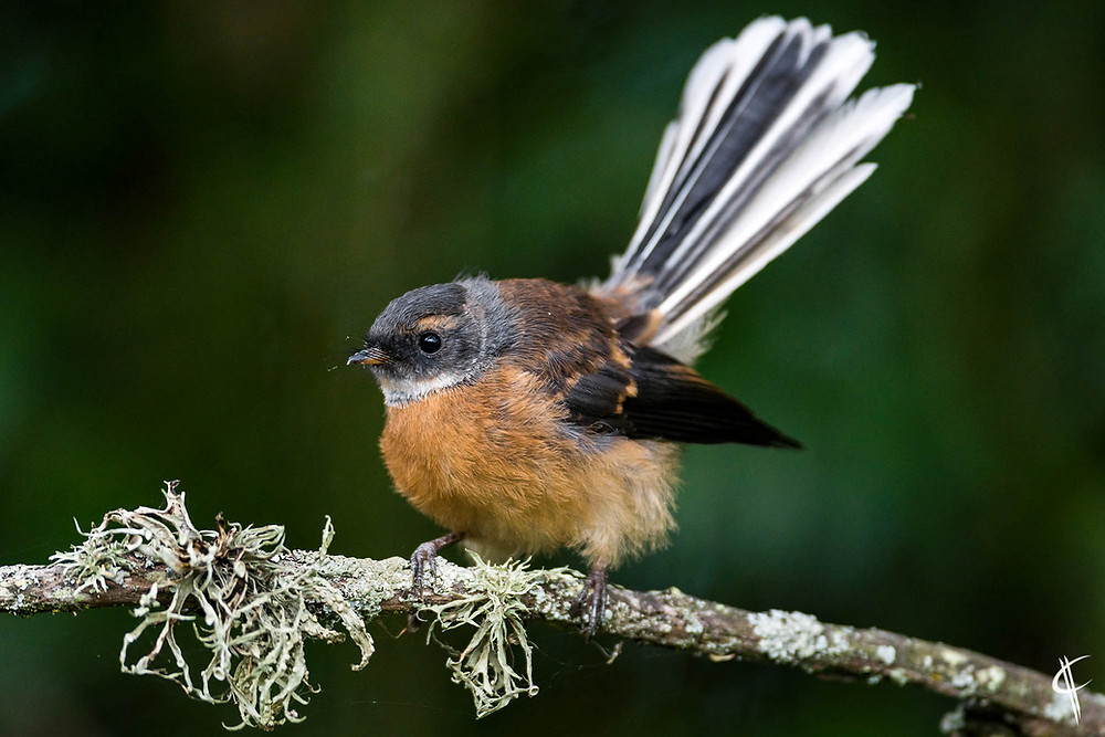 Fantail