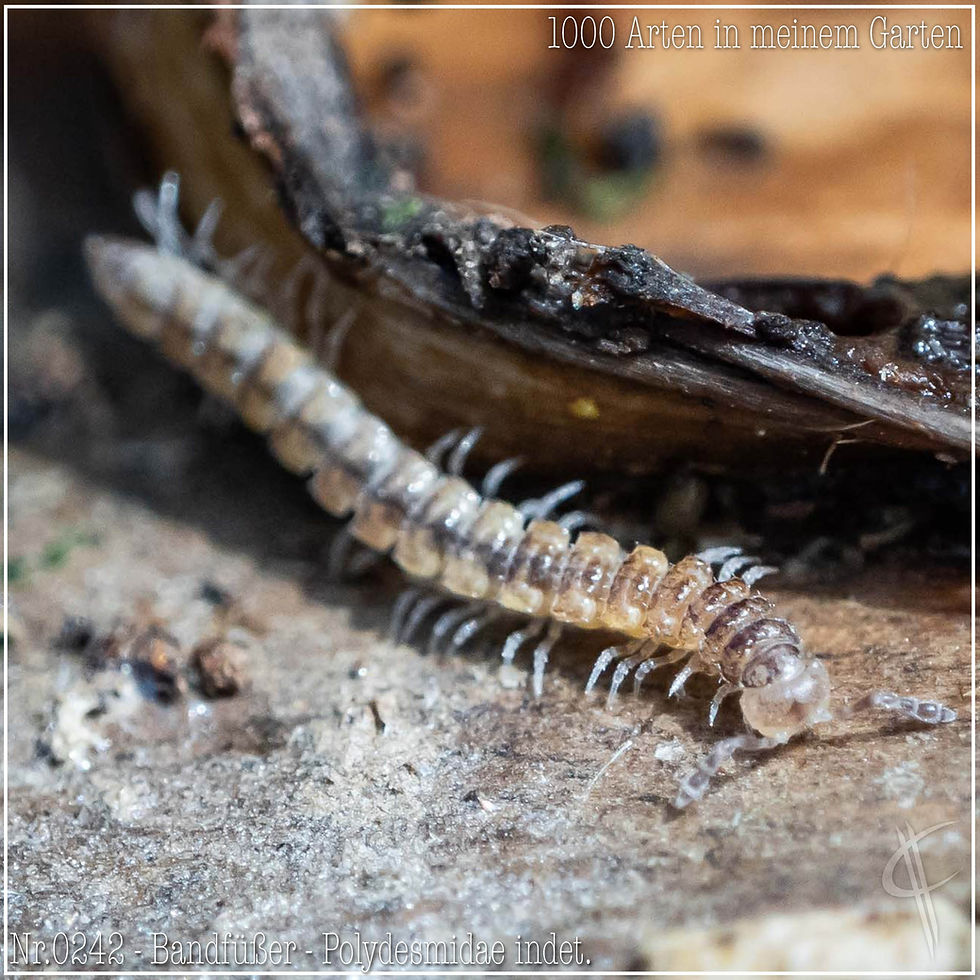0242 - Bandfüßer - Polydesmidae indet.
