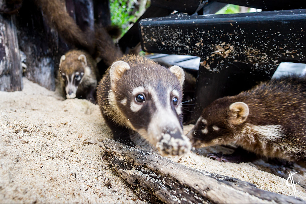 Cozumel Coatis, Palancar Beach
