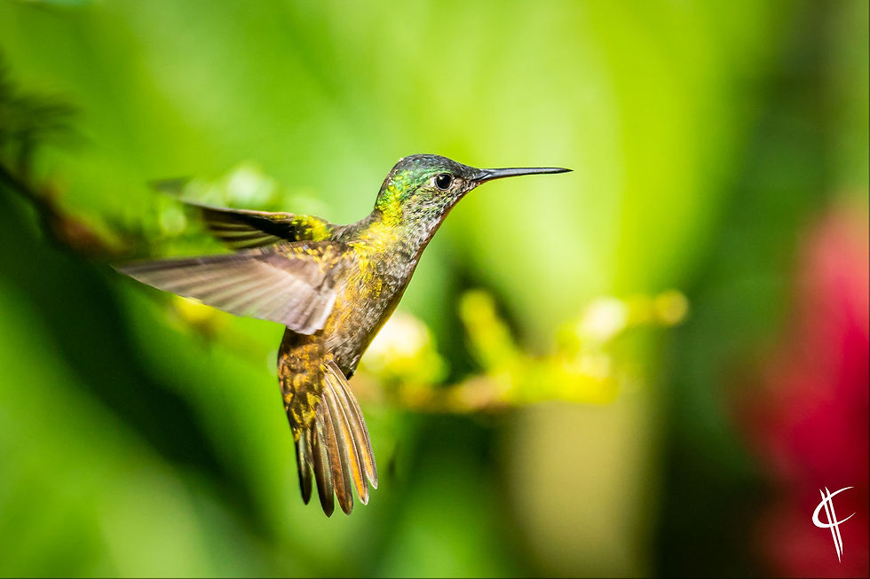 Azurecrowned Hummingbird in flight