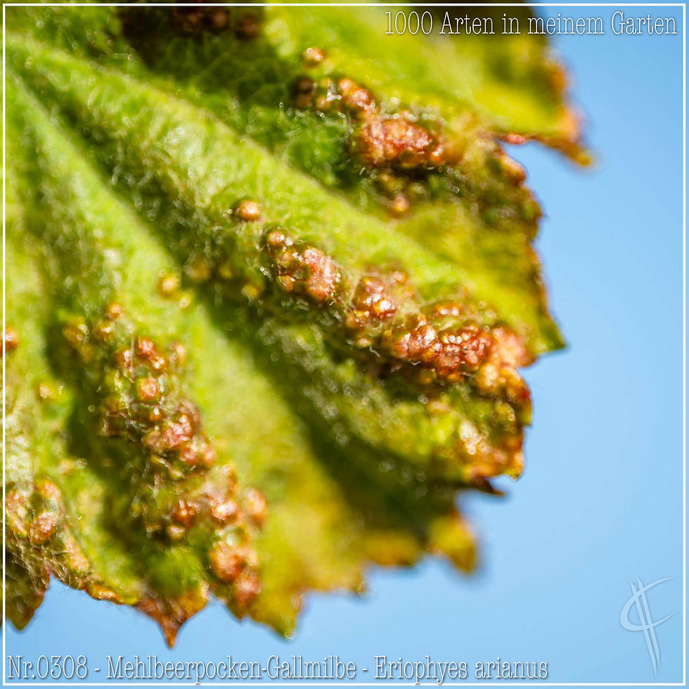 0308 - Mehlbeerpocken-Gallmilbe - Eriophyes arianus