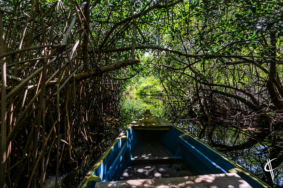 Mangroves in Monterrico
