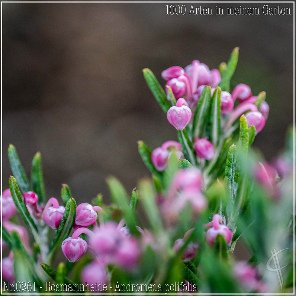 0261 - Rosmarinheide - Andromeda polifolia