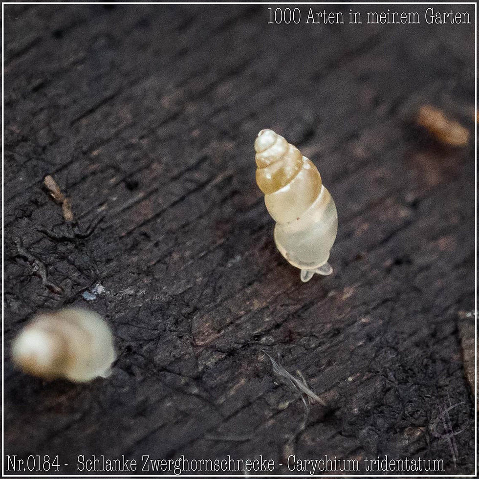 0184 - Schlanke Zwerghornschnecke - Carychium tridentatum