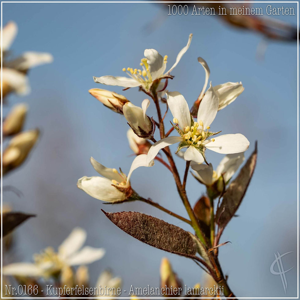 0166 - Kupferfelsenbirne - Amelanchier lamarckii