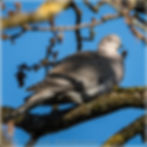 0045 - Türkentaube - Streptopelia decaocto