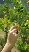 Kumquat Espiral de árboles cítricos en Dilao Campo escultórico Tepoztlán