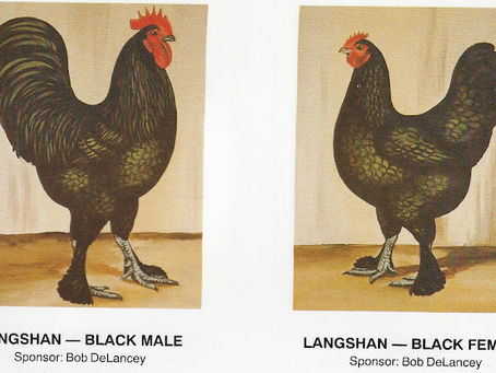 CROAD LANGSHAN Standard of perfection APA 2021