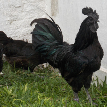 Tipos de Ayam Cemani