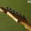 Thumbnail: Fender Custom Shop LTD '57 Relic Stratocaster Rift Sawn Maple Neck