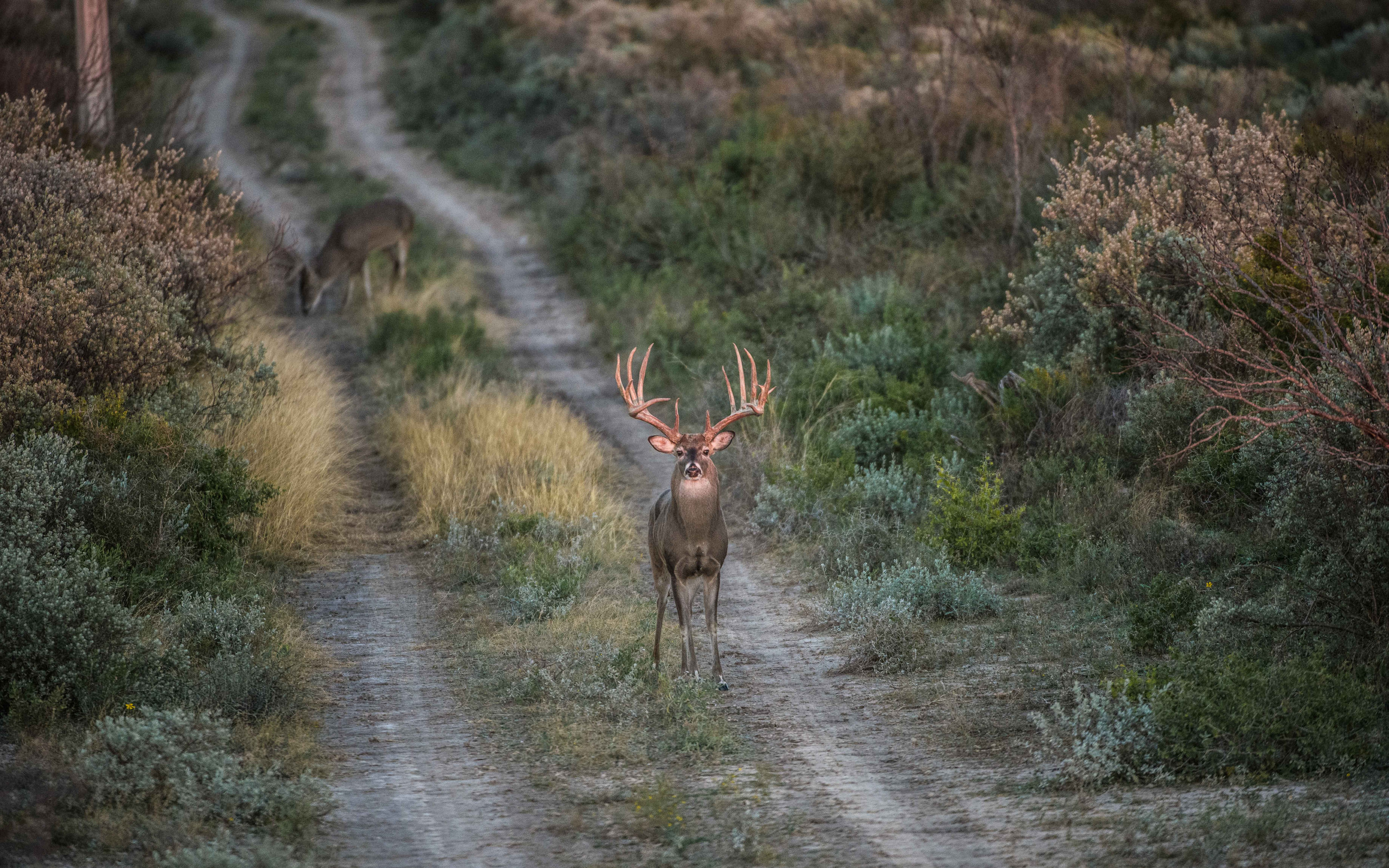 Las Cuevas Ranch Whitetail Hunting in Old Mexico