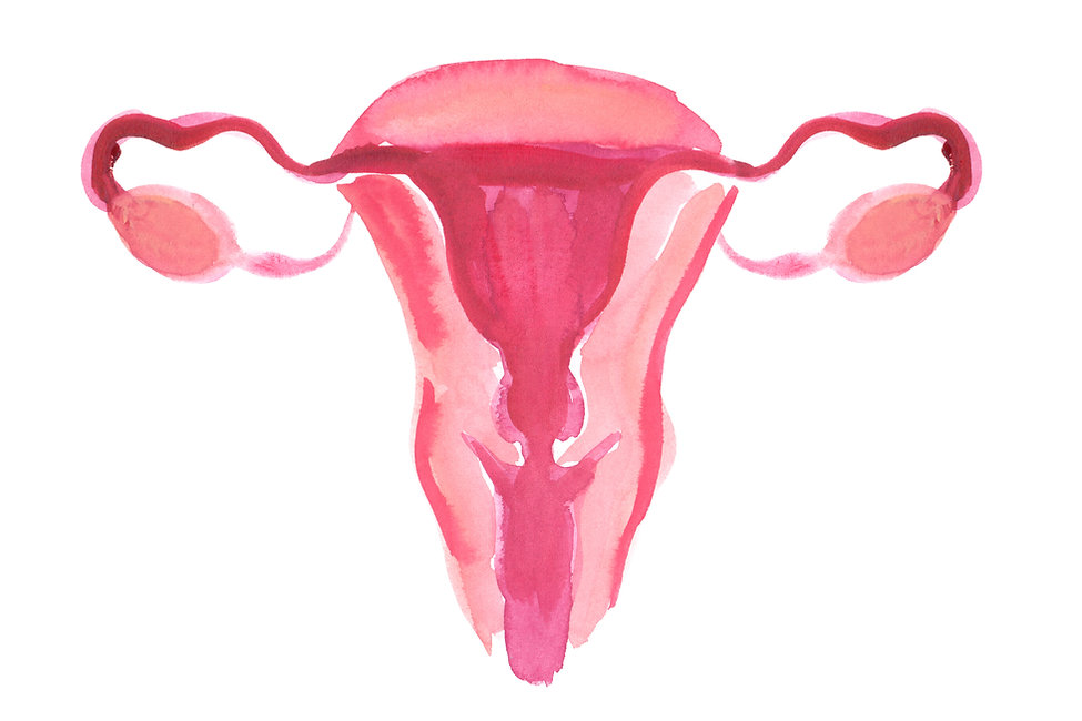 dessin uterus.jpeg