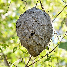 Social Wasp Nest.jpg