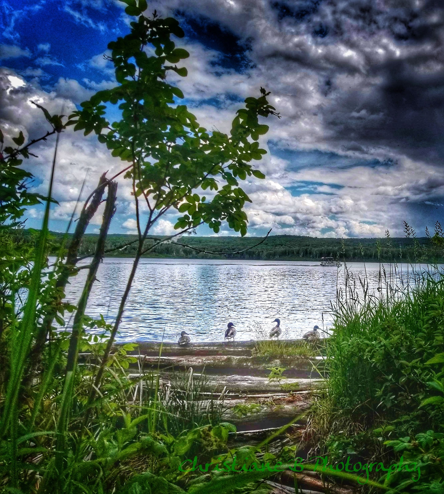 Long Lake Thorhild County Ducks_Christiane B Photography.jpg