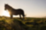 Cheval sauvage en liberté dans la nature à Saint-Pierre-et-Miquelon, illuminé par un coucher de soleil doré.