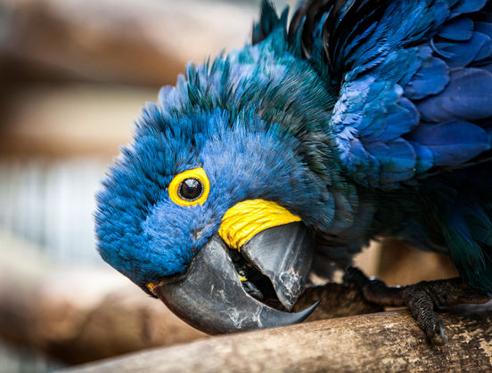 20110605 Hyacinths.jpg