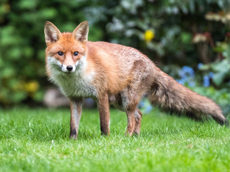 2019 - Foxes 