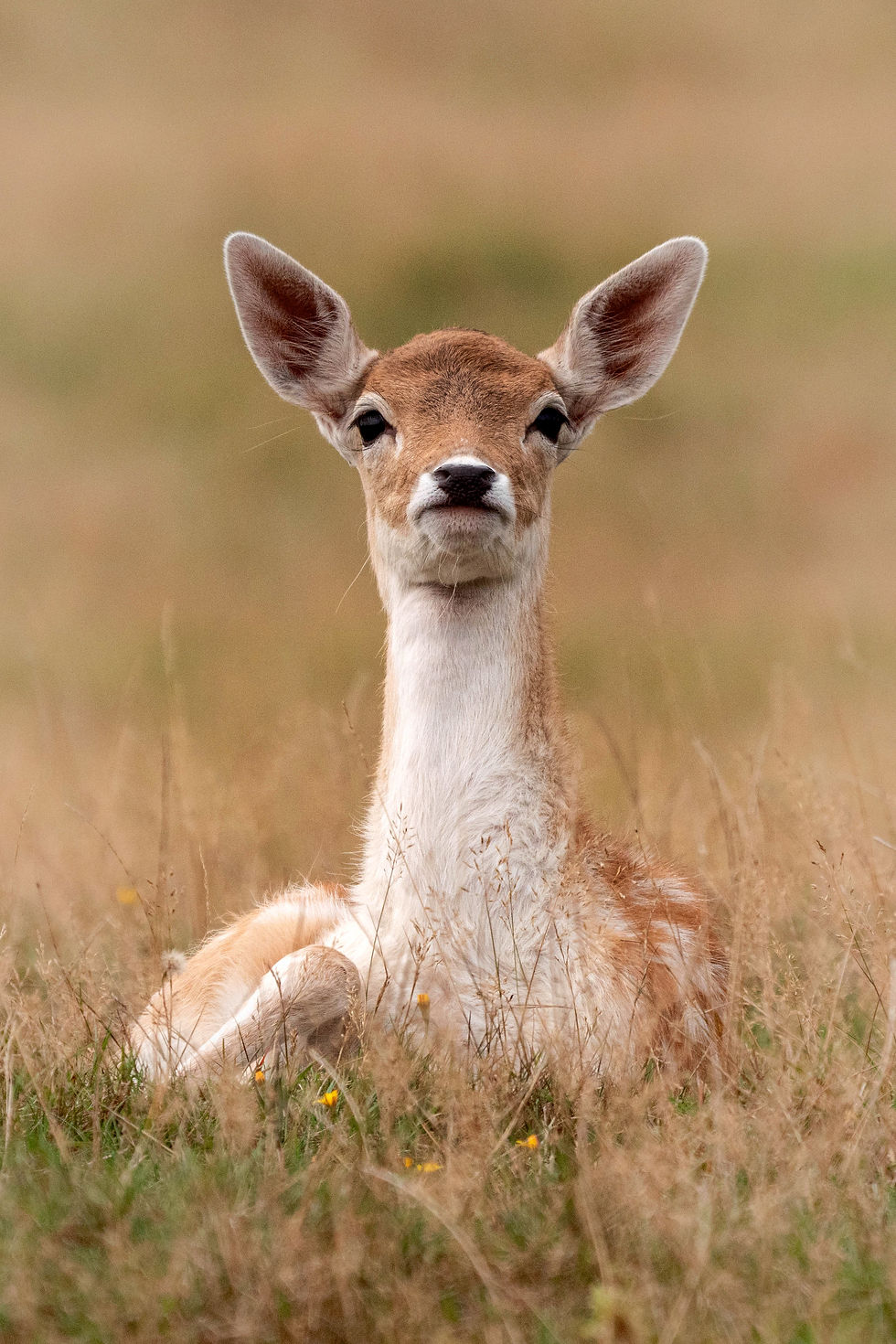 ree