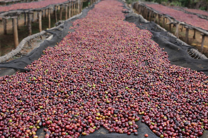 natural-coffee-g0438141a5_1280.jpg
