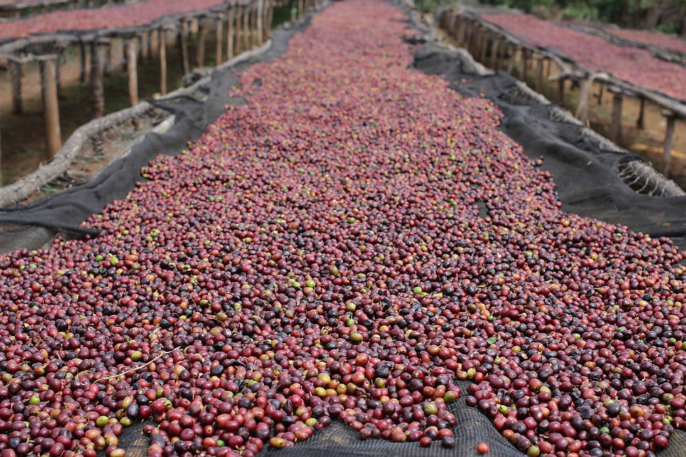 natural-coffee-g0438141a5_1280.jpg