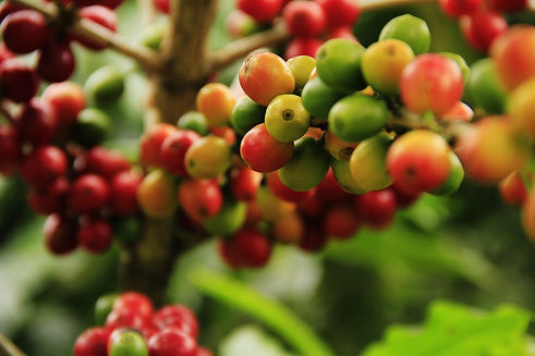 coffee-grains-ge9c587e3a_1280.jpg