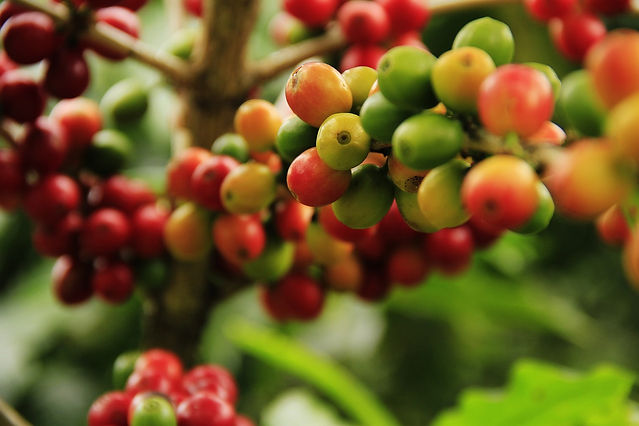 coffee-grains-ge9c587e3a_1280.jpg