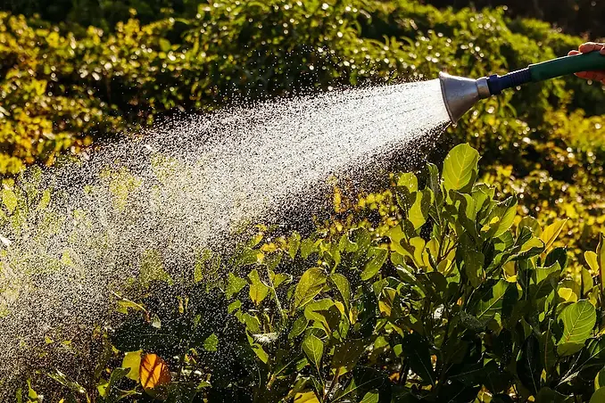 Green & Company - Watering Plants.webp
