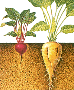 cane vs beet sugar what is the difference whatsugar explore growing sugar beet