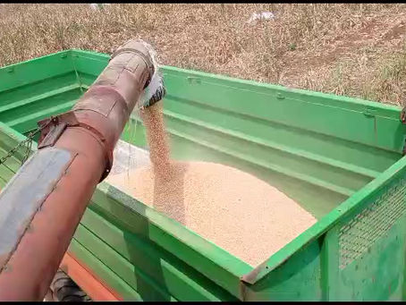 The Magic of Harvest