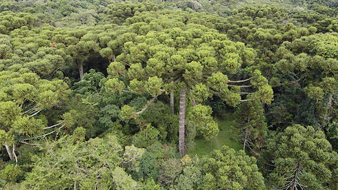 DJI_0339.JPG