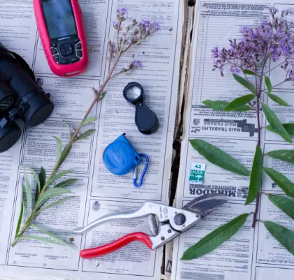 Identificação botânica