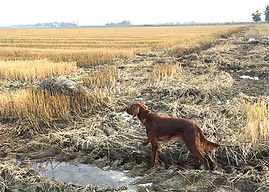 Ginger des Bords du Rieuvert (ROI: LO1484804)