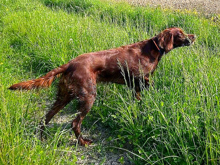 Quotazioni Soggetti Red Setter Club d’Italia