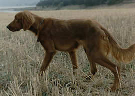 Trapper della Magna Sila