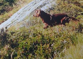 Brisa’s Irishes Uber