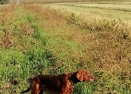 King Red Biemmez-Gt Romeo