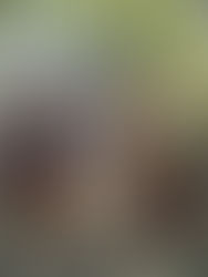 Campionato Europeo Caccia Pratica Setter Irtlandese 2022