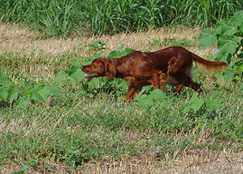 Ivette de Moulin de Bessanes (LOF: 61270/0)
