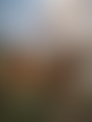 Primavera Irlandese & Campionato Europeo 2026