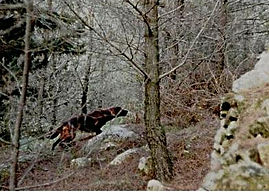 Rosita della Magna Sila