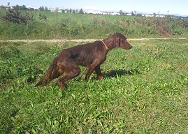 Brisa’s Irishes Zar