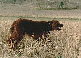 Buck della Magna Sila