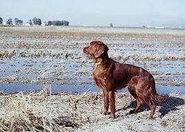 Dash della Magna Sila